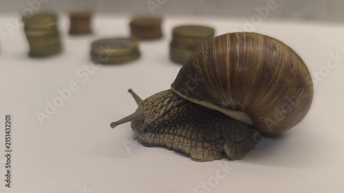 a snail crawls on white paper towards a stack of copper coins
