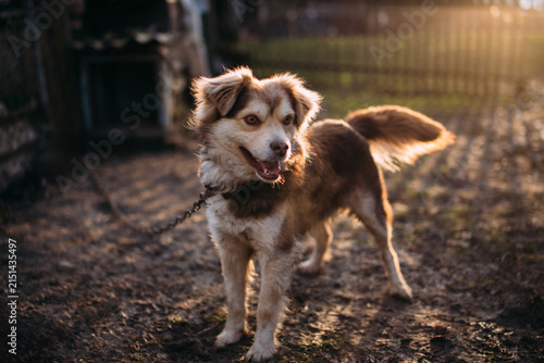 Quadro su tela Domestic dog standing chained outdoor during sunset