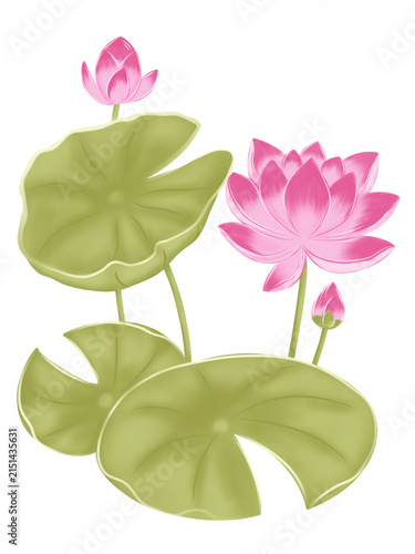 Beautiful pink lotus flowers illustration on green leaf isolated on white background