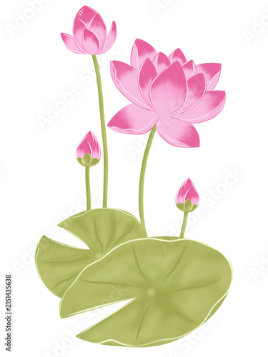 Beautiful pink lotus flowers illustration on green leaf isolated on white background