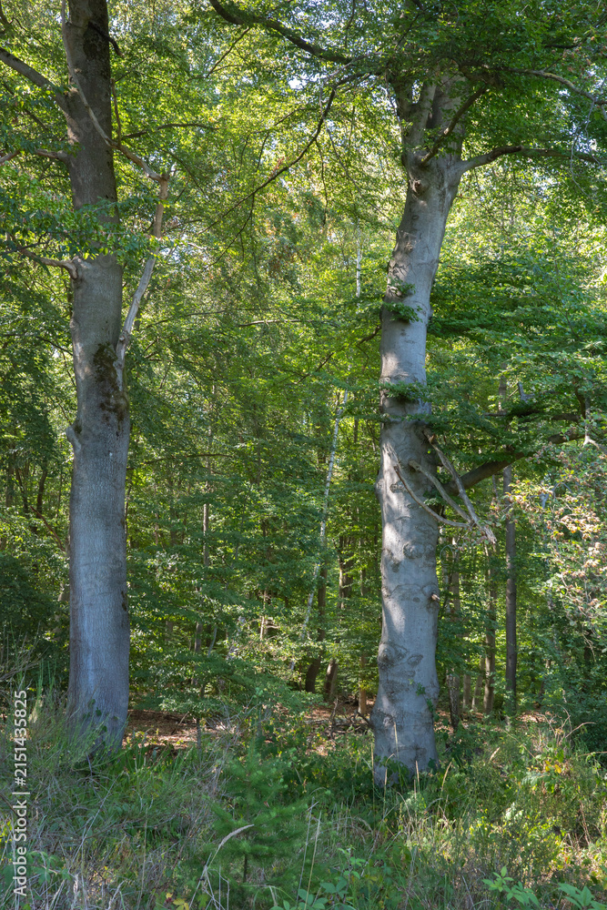 Obraz premium Two tall trees in a green forest near a walking path on a sunny day