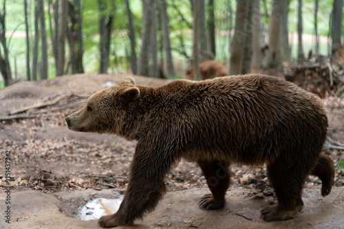 Fotografía Profile view of a large mature European brown bear Ursus arctos walking outdoors along a forest floor with tree trunks at the Arcturos Environmental Centre in Nymfaio Greece