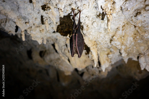 Detailed close-up view of a single bat like a lesser horseshoe bat hanging upside down from a stalactite formation on a cave rocky ceiling in a natural dark underground cavern.