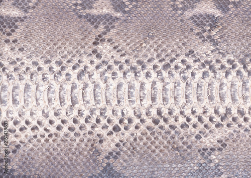 Gray Snake Skin Texture Macro Background