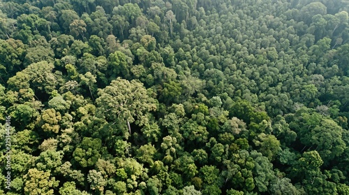 Single emergent rainforest crown above textured canopy