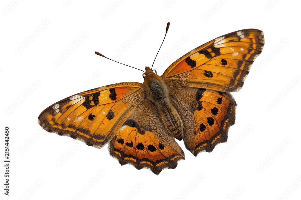 Naklejka premium Orange butterfly with black spotted wing pattern