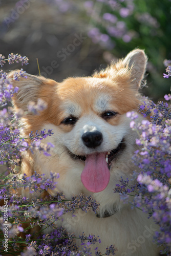 Happy Fluffy Pembroke Welsh Corgi Portrait in Blooming Lavender Field on Summer Evening. Pet portrait in nature