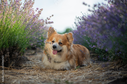 Happy Fluffy Pembroke Welsh Corgi Lying Between Blooming Lavender Rows in Summer. Pet portrait in nature