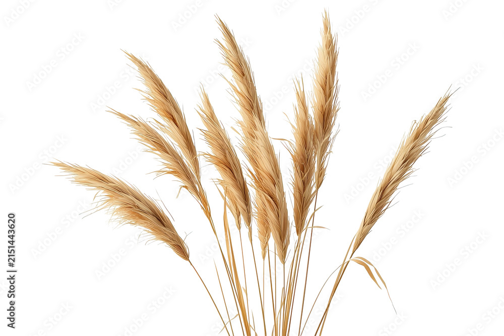 Fototapeta premium Soft dried ornamental grass bouquet with feathery plumes