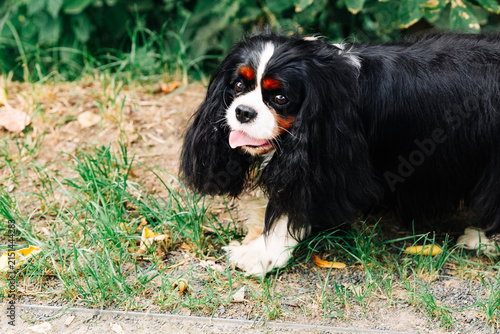 Fotografía Cavalier King Charles Spaniel on grass.