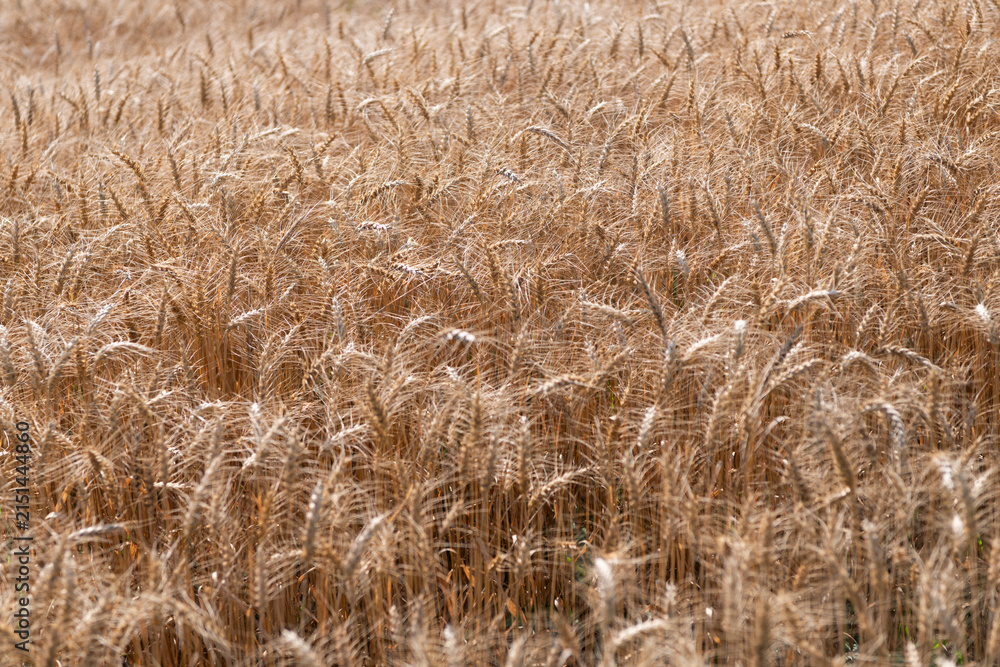 Fototapeta premium Wheat grain on the spikelet at the field. Ears of rye crop. Agriculture business and harvest. Landscape with field of ripe rye in summer. Agriculture barley or rye field. Summer nature