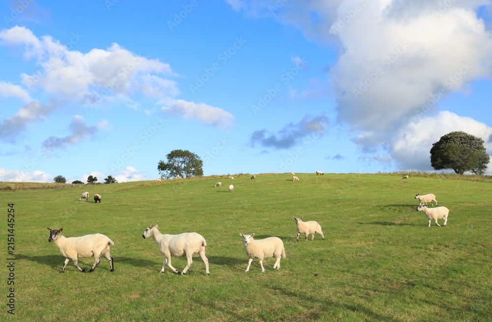 Obraz premium Sheep and lambs in sunlit field in rural Ireland in summertime 