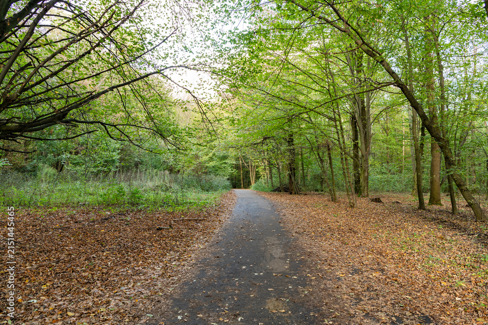 Obraz premium Path with fallen leaves in forest outdoor. Autumn nature landscape. Fallen leaves in park. Nature fall season. Fall season park. Autumn landscape with path in nature. Hiking in fall forest