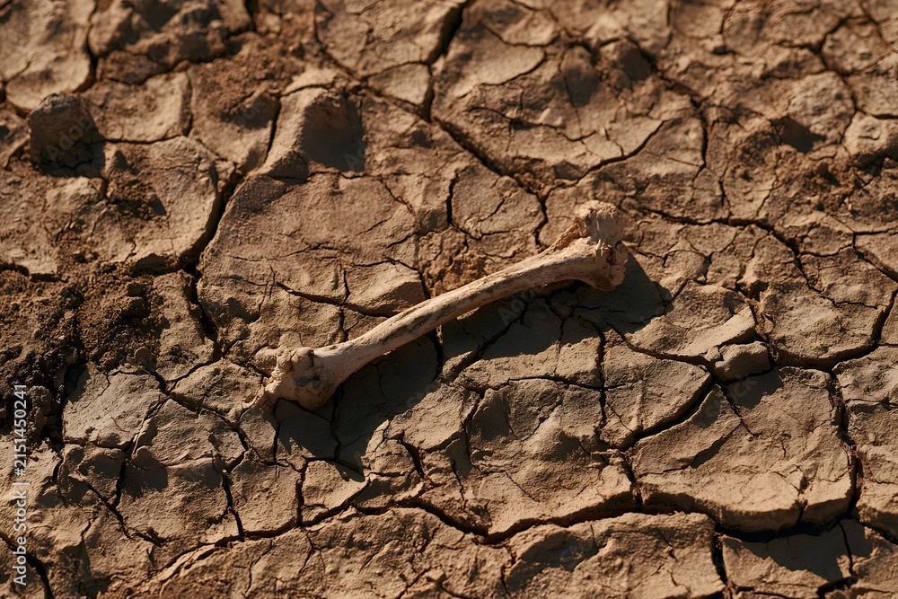Fototapeta premium Single dried bone on a cracked mud flat under harsh midday sun