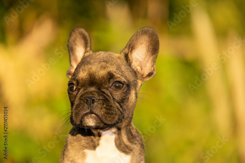 Adorable fawn French Bulldog puppy portrait in warm evening sunlight. Popular brachycephalic small companion dog breeds include Pug, Boston Terrier, and English Bulldog.