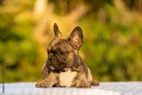 Cute fawn French Bulldog puppy rests on a blue tablecloth during golden hour. Popular flat-faced companion dog breeds include Pug, Boston Terrier, and English Bulldog.