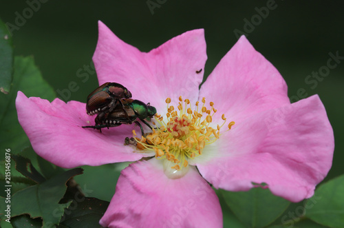 Foto Male and female Japanese beetles (Popillia japonica) mating on an ornamental rose growing in a yard