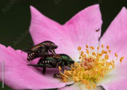 Bild auf Leinwand Japanese beetles (Popillia japonica) mating on the pink petals of a rose growing in a yard