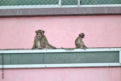 Konstfotografi monkeys in the city