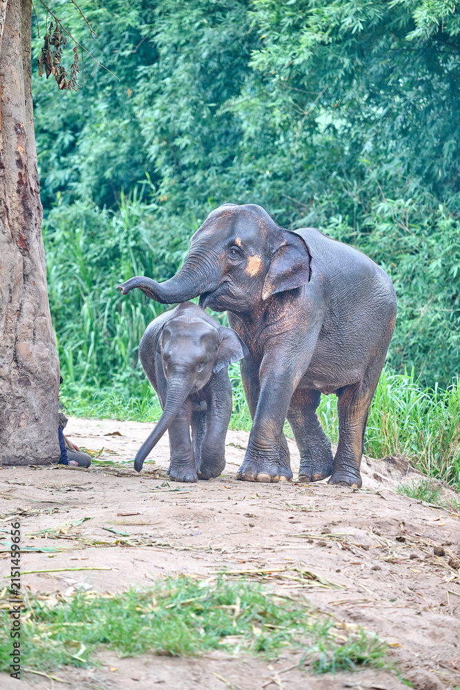 Fototapeta premium asian elephant in thailand