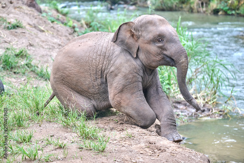 Cuadro en lienzo asian elephant in thailand