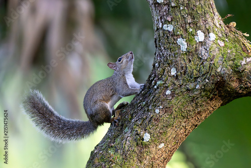Photography Fauna01