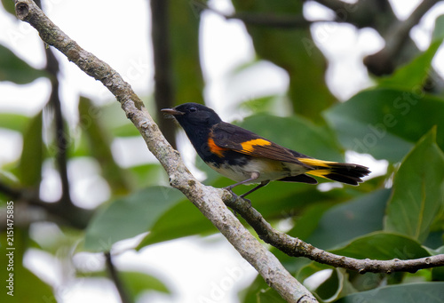 Photography Fauna01