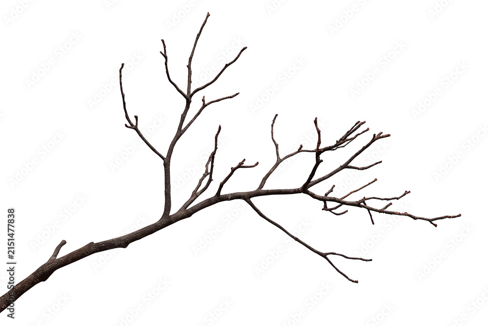 Fototapeta premium Curved bare tree branch with many thin forked twigs and no leaves