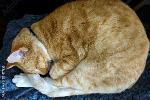 фотографія Sleeping cat curled up showing ginger tabby pattern