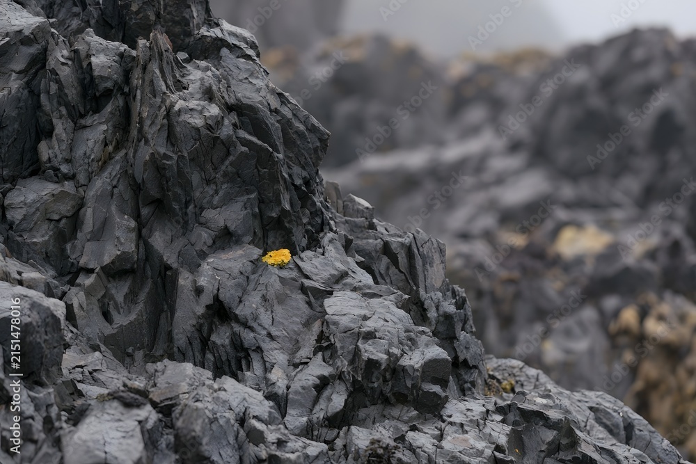 Fototapeta premium Intimate Detail of Jagged Basalt Rock Formation with Yellow Lichen