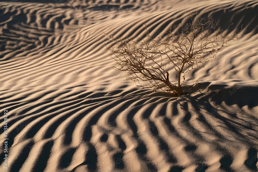 Fototapeta premium Wind-sculpted sand dune in harsh midday sun