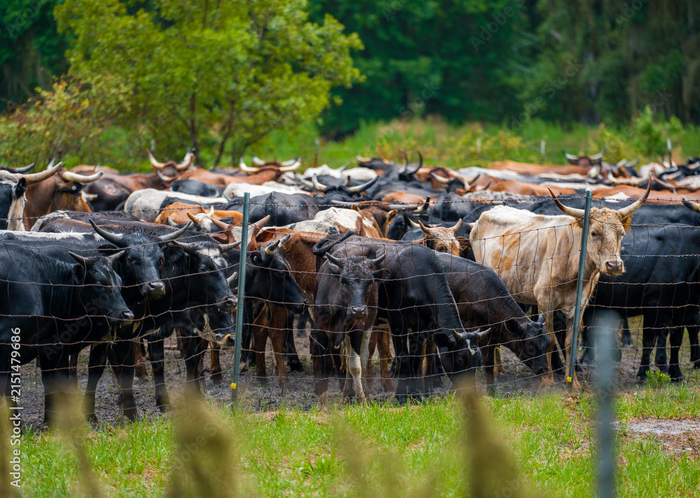 Obraz premium Large herd of horned cattle livestock animals standing on the mud and grass behind a metal wire mesh boundary fence near forest trees.