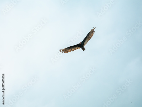 Cuadro en lienzo Wild turkey vulture scavenger bird soaring high in the pale sky with wide open spread wings showing detailed dark plumage feathers