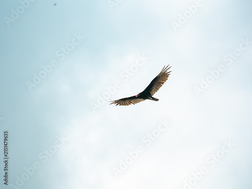 Large wild turkey vulture bird of prey flying high in the pale sky with fully extended spread wings displaying dark flight feathers.