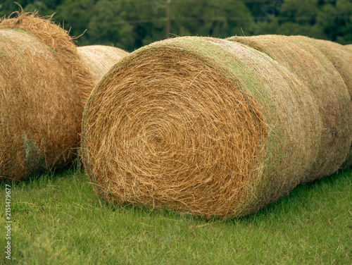 Фотография Large round rolled hay bale sitting on the pasture meadow grass in front of a line of forest trees and a metal wire boundary fence