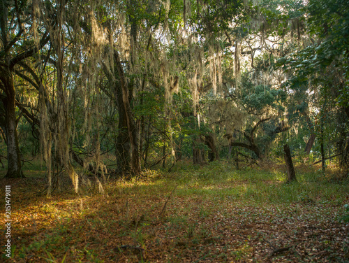 Canvas Print Thick dark wooden trunks of large live oak trees heavily draped with hanging Spanish moss growing in a dense wild forest environment