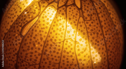 Macro view of the internal cellular structure of a citrus fruit segment glowing with bright orange backlight