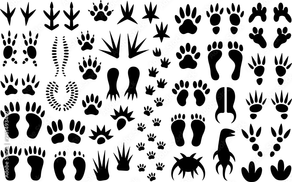 Obraz premium Collection of diverse animal paw prints and footprints on white background