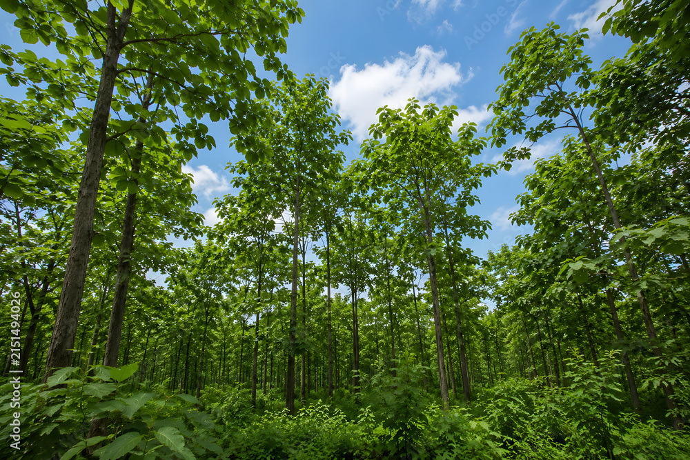 Fototapeta premium Lush Green Teak Tree Plantation under Clear Blue Sky with White Clouds