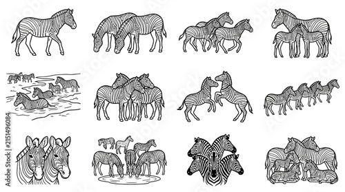 Zebra Herd Collection Diverse Poses and Scenes of African Equines with Striking Black and White Stripes