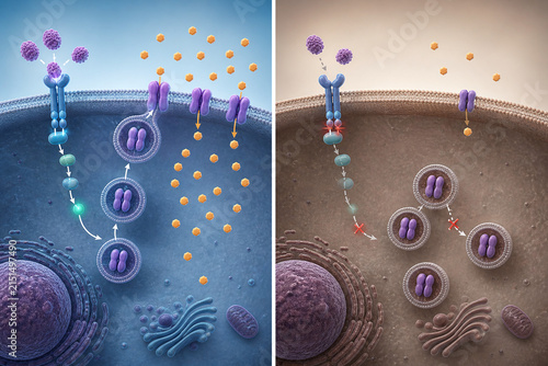 Insulin responsive and resistant cell glucose uptake comparison