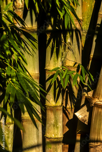 Фотография A textured macro shot of thick, green and golden bamboo stalks with natural peeling culm sheaths, illuminated by warm sunlight creating sharp artistic shadows