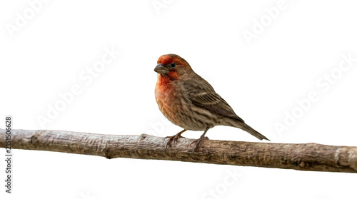 Fotografie Male house finch perched on a branch, isolated