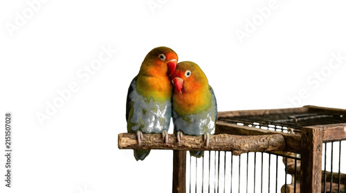 Fotografía Two colorful lovebirds perched on a wooden branch