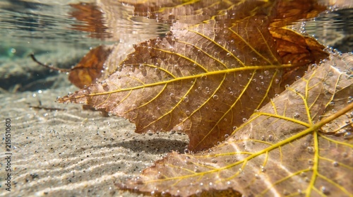 Detailed view of withered brown autumn leaves floating underwater in a clear stream with sand