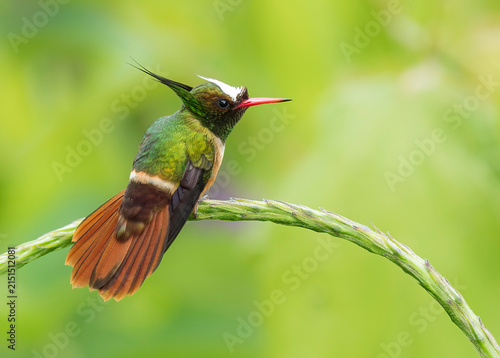 White-crested Coquette Lophornis adorabilis
Tiny hummingbird with a funky hairdo. Male unmistakable ... Quite rare, with restricted range in lowlands and f