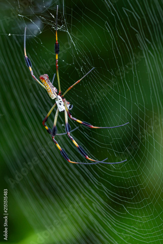 Foto Garden spider clinging to its web