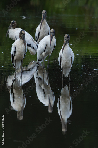 A group of wood storks standing in water