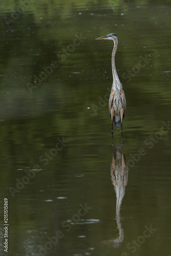Great blue heron standing in a quiet pond