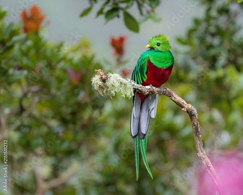 Fotografía Resplendent quetzal
A vibrant quetzal bird perches on a mossy tree branch
